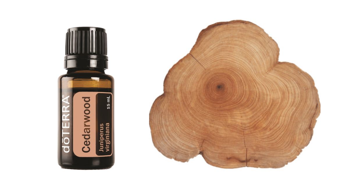 Cedarwood essential oil of doTERRA