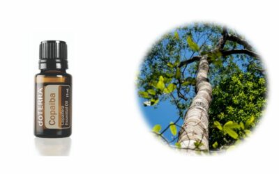 Copaiba essential oil