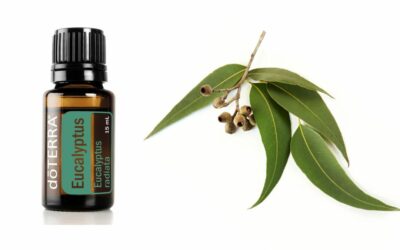 Eucalyptus essential oil